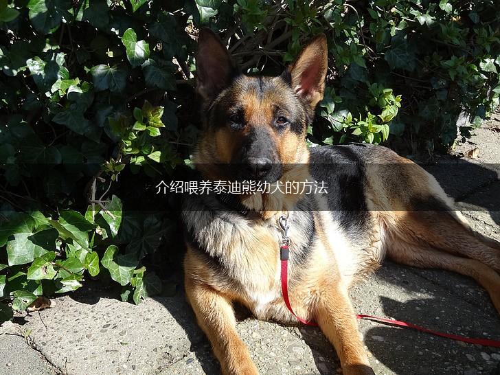 介绍喂养泰迪熊幼犬的方法,第1张