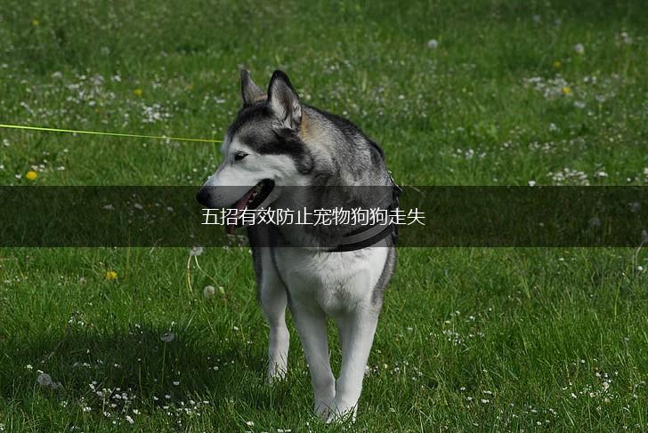 五招有效防止宠物狗狗走失,第1张