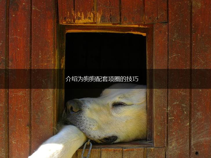 介绍为狗狗配套项圈的技巧,第1张