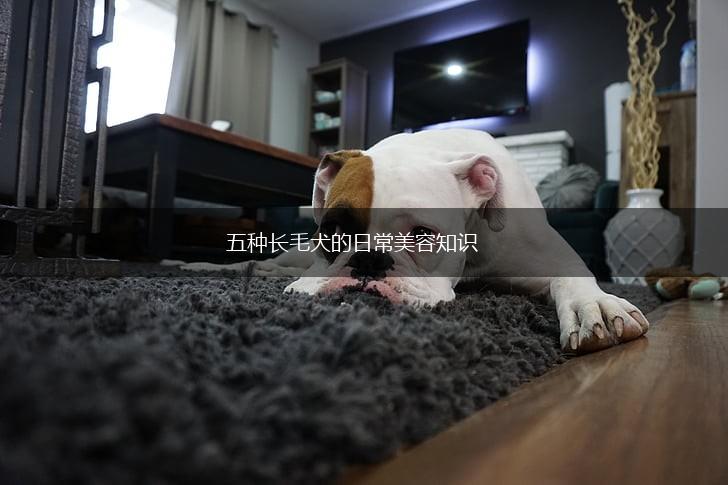 五种长毛犬的日常美容知识,第1张