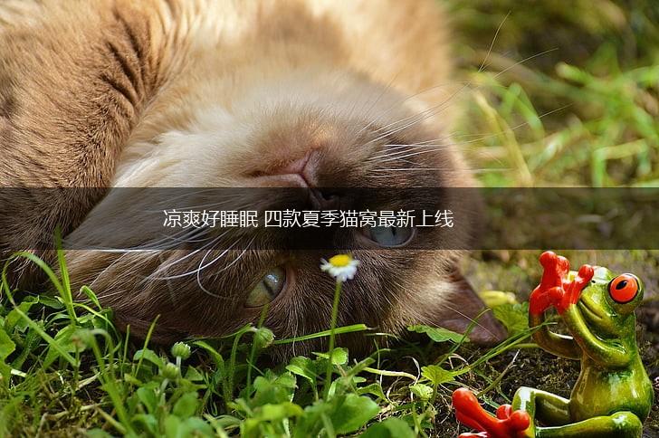 凉爽好睡眠 四款夏季猫窝最新上线,第1张