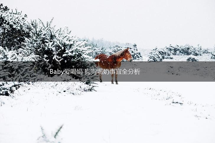 Baby爱喝奶 狗狗喝奶事宜全分析,第1张