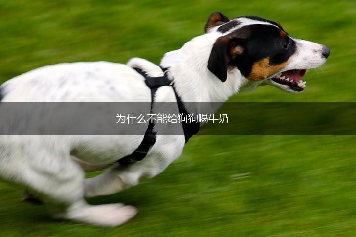 为什么不能给狗狗喝牛奶,第1张