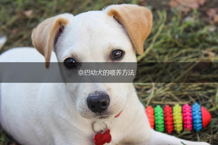 京巴幼犬的喂养方法,第1张
