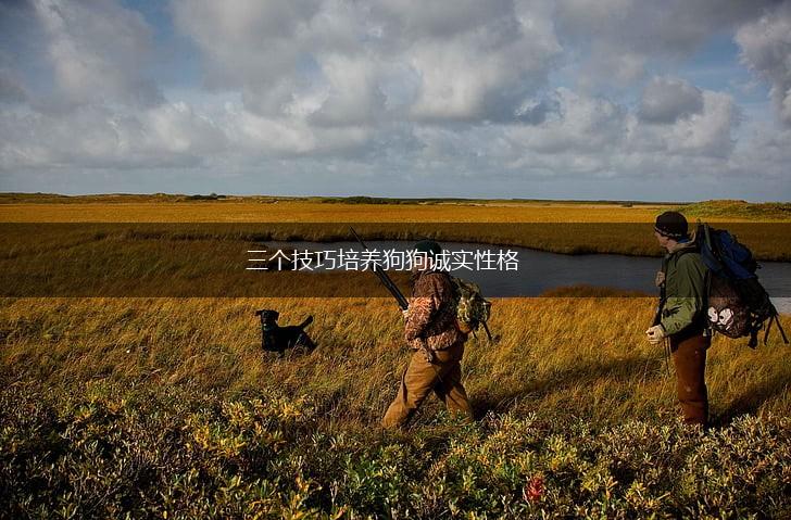 三个技巧培养狗狗诚实性格,第1张