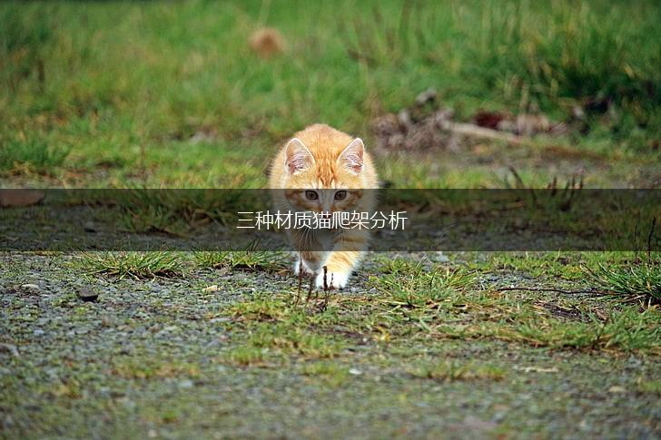 三种材质猫爬架分析,第1张