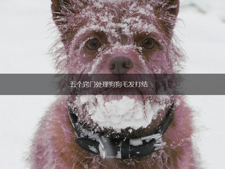 五个窍门处理狗狗毛发打结,第1张