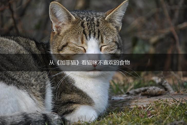 从《加菲猫》看猫咪不喜欢的食物,第1张
