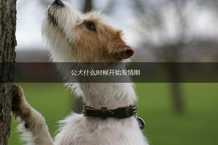 公犬什么时候开始发情期,第1张