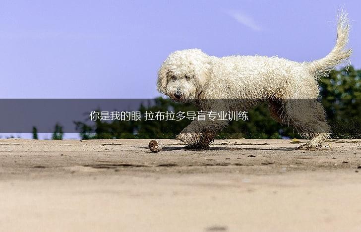 你是我的眼 拉布拉多导盲专业训练,第1张