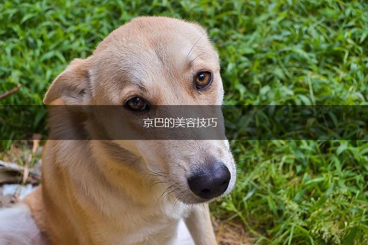 京巴的美容技巧,第1张