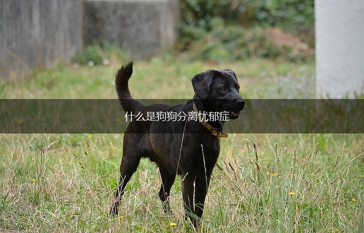 什么是狗狗分离忧郁症,第1张