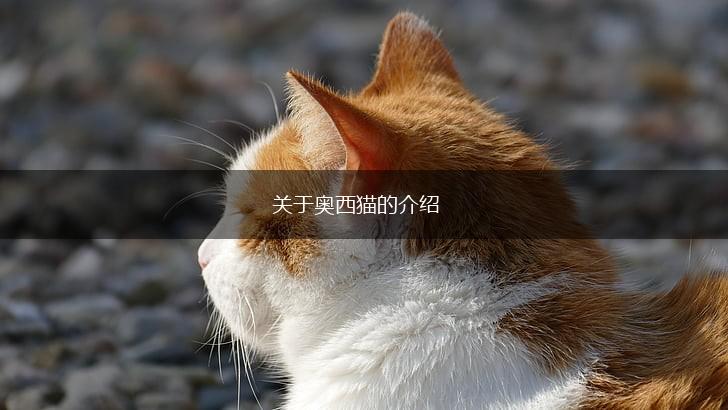 关于奥西猫的介绍,第1张