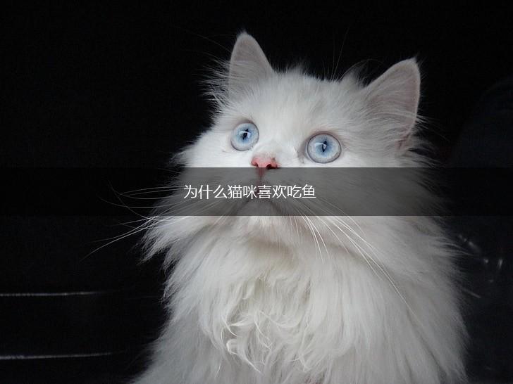 为什么猫咪喜欢吃鱼,第1张