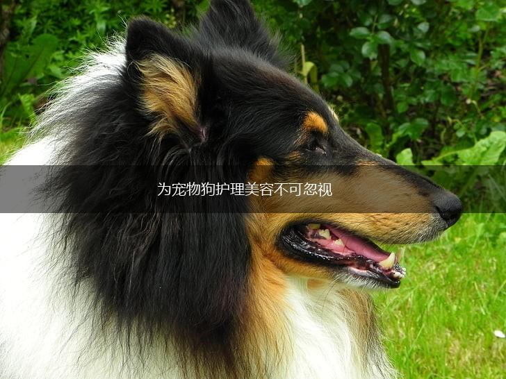 为宠物狗护理美容不可忽视,第1张