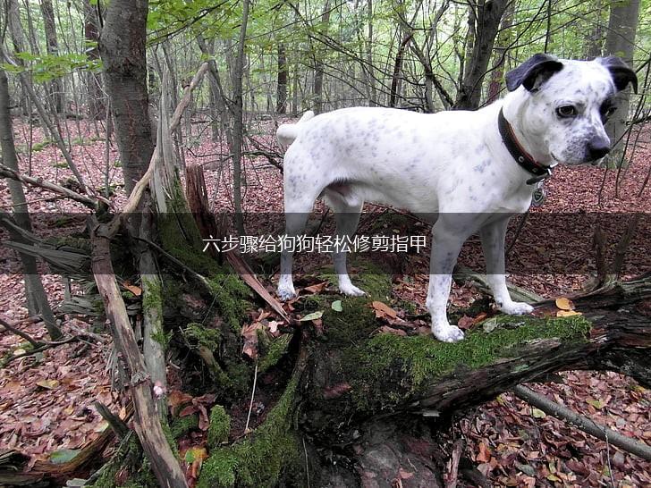 六步骤给狗狗轻松修剪指甲,第1张