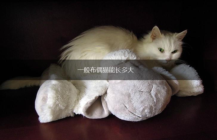 一般布偶猫能长多大,第1张