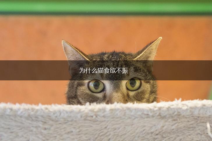 为什么猫食欲不振,第1张
