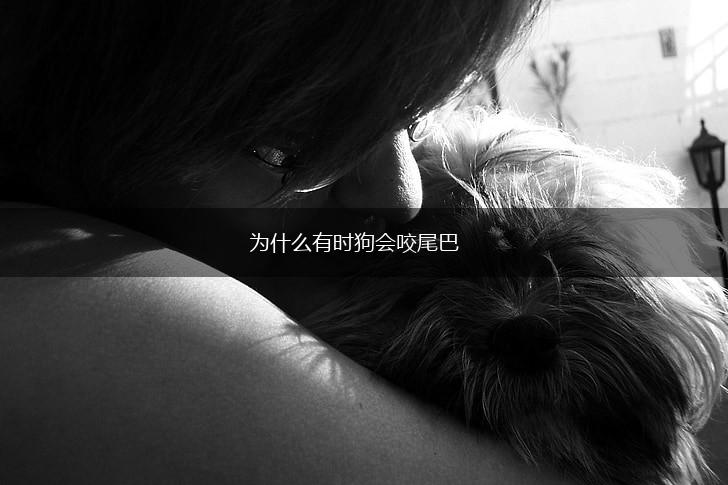 为什么有时狗会咬尾巴,第1张