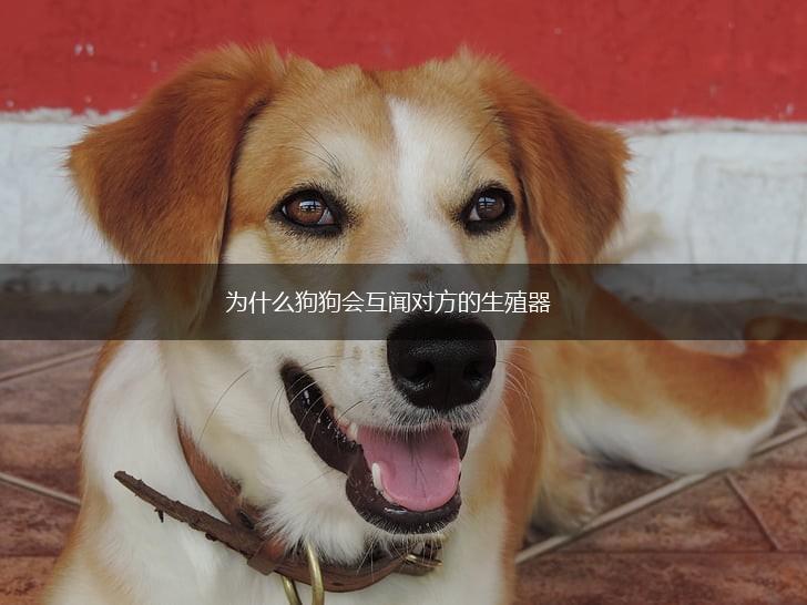 为什么狗狗会互闻对方的生殖器,第1张