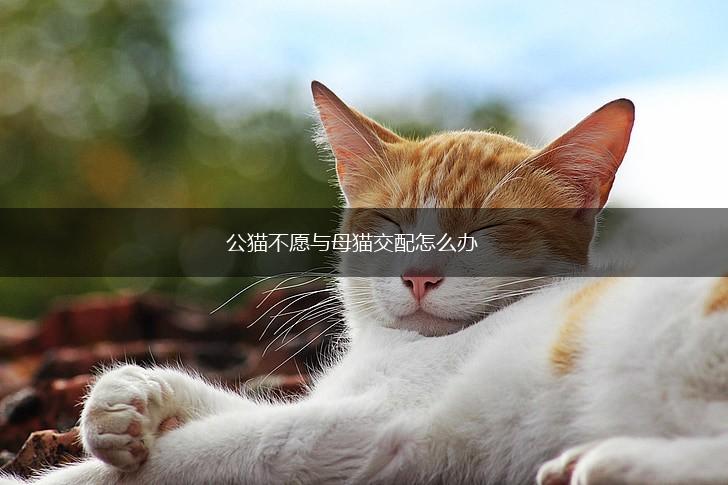 公猫不愿与母猫交配怎么办,第1张