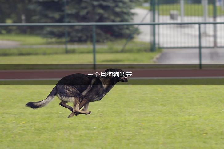 三个月狗狗喂养,第1张