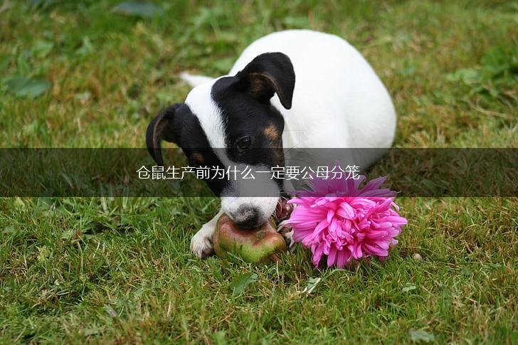 仓鼠生产前为什么一定要公母分笼,第1张