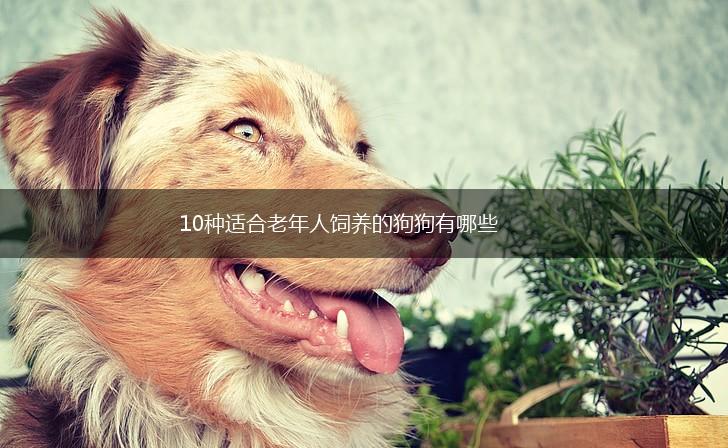 10种适合老年人饲养的狗狗有哪些,第1张