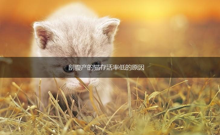 剖腹产的猫存活率低的原因,第1张