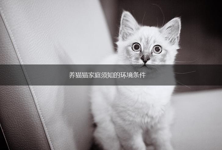 养猫猫家庭须知的环境条件,第1张