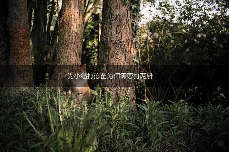 为小猫打疫苗为何需要打两针,第1张