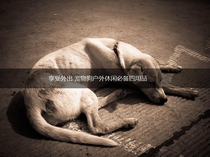 享受外出 宠物狗户外休闲必备四用品,第1张