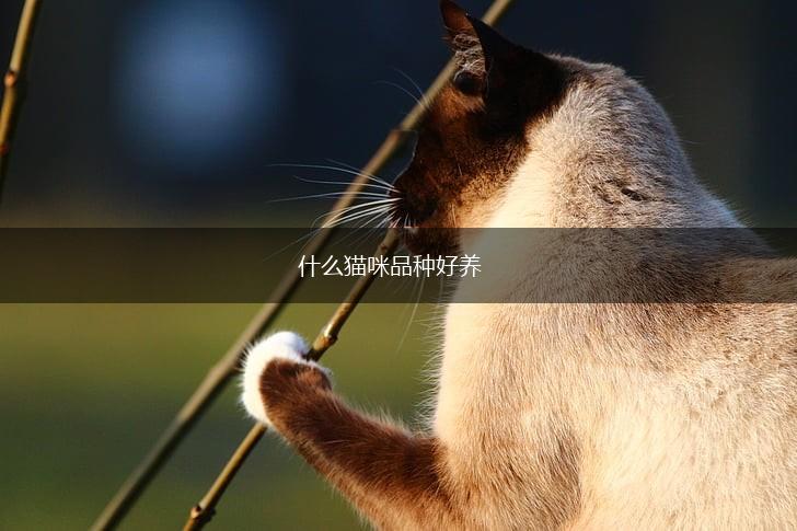 什么猫咪品种好养,第1张