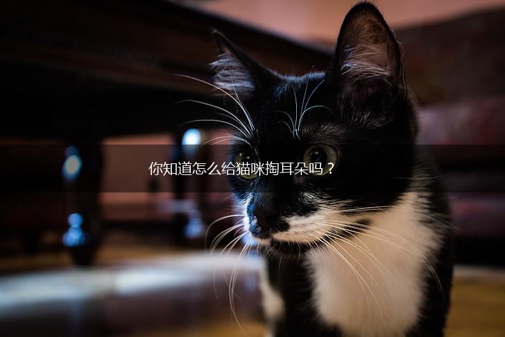 你知道怎么给猫咪掏耳朵吗？,第1张