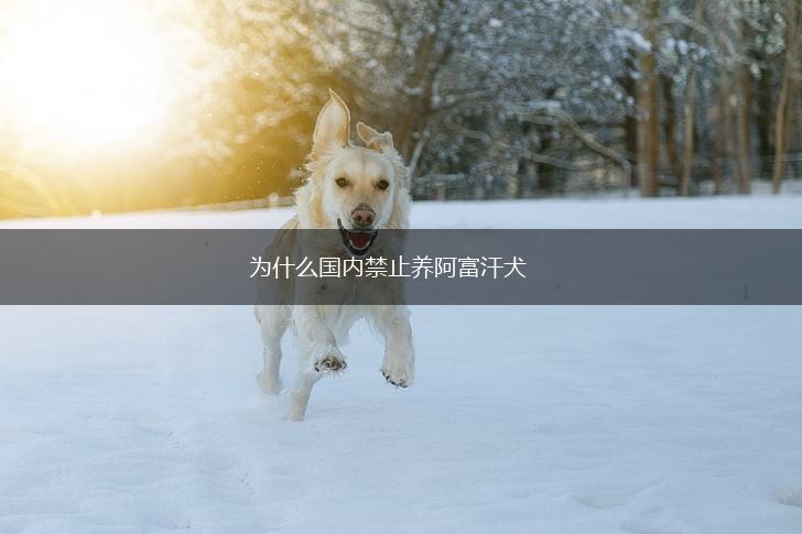 为什么国内禁止养阿富汗犬,第1张