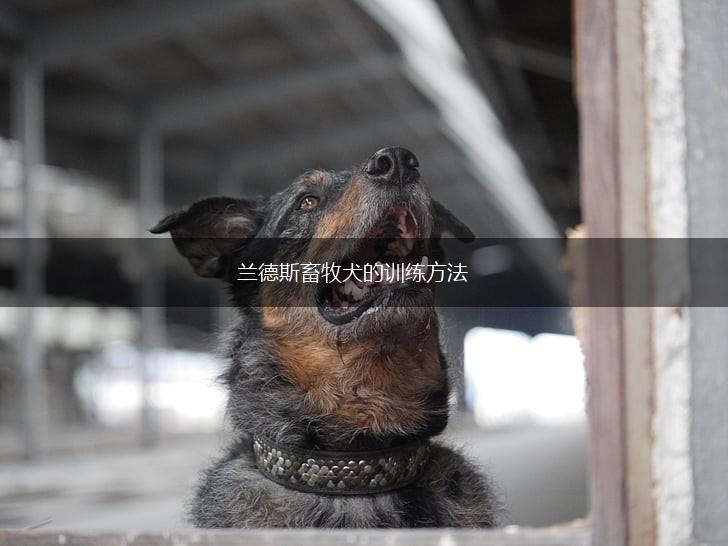 兰德斯畜牧犬的训练方法,第1张