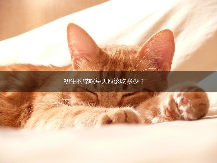初生的猫咪每天应该吃多少？,第1张