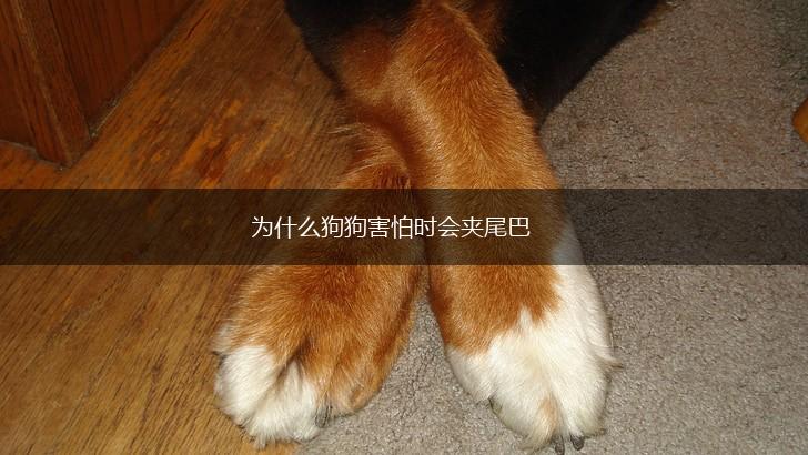 为什么狗狗害怕时会夹尾巴,第1张