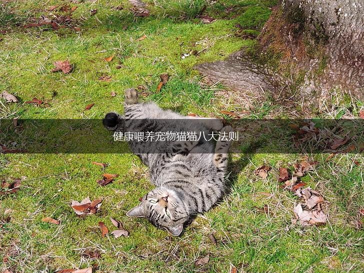 健康喂养宠物猫猫八大法则,第1张
