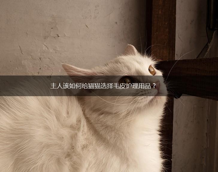 主人该如何给猫猫选择毛皮护理用品？,第1张