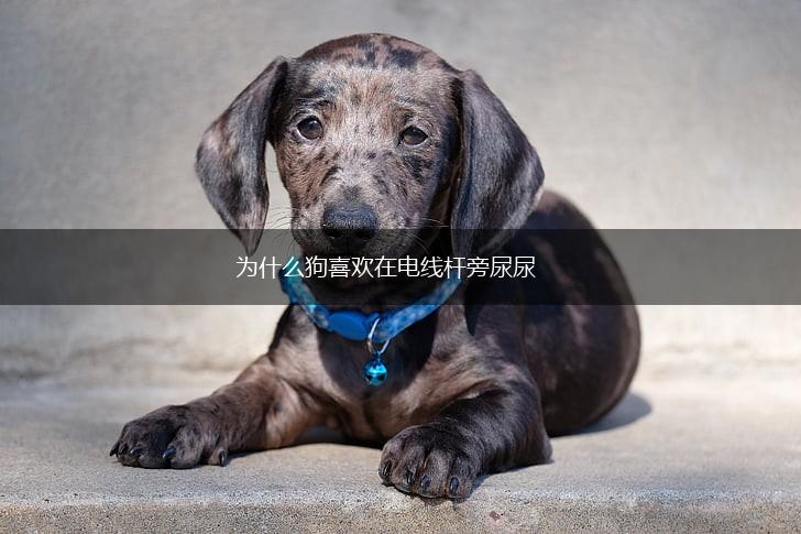 为什么狗喜欢在电线杆旁尿尿,第1张