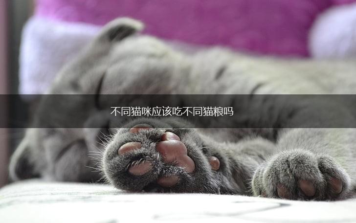 不同猫咪应该吃不同猫粮吗,第1张