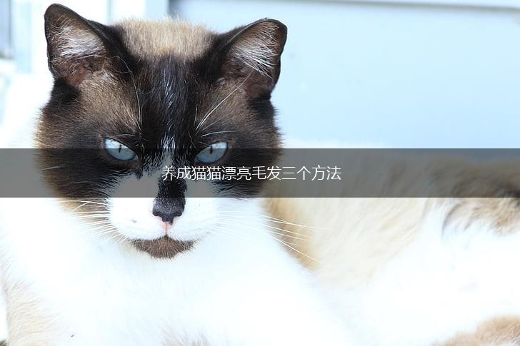 养成猫猫漂亮毛发三个方法,第1张