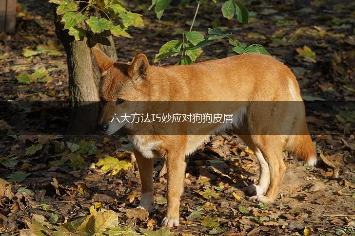 六大方法巧妙应对狗狗皮屑,第1张