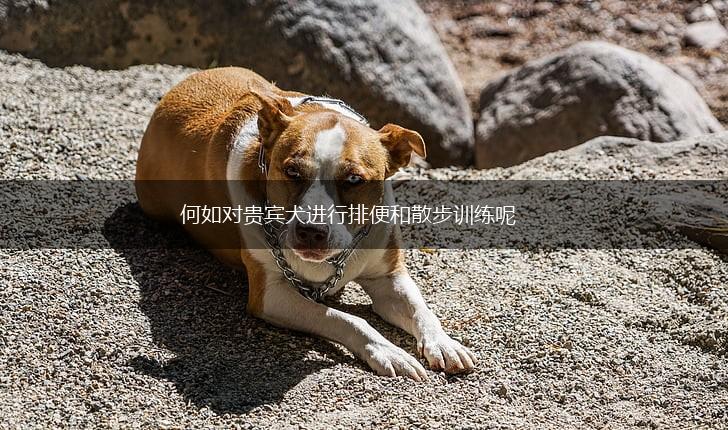 何如对贵宾犬进行排便和散步训练呢,第1张