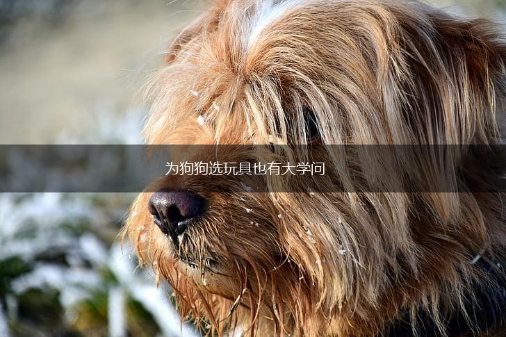 为狗狗选玩具也有大学问,第1张