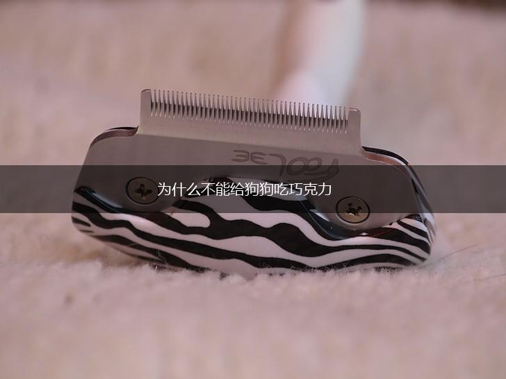 为什么不能给狗狗吃巧克力,第1张