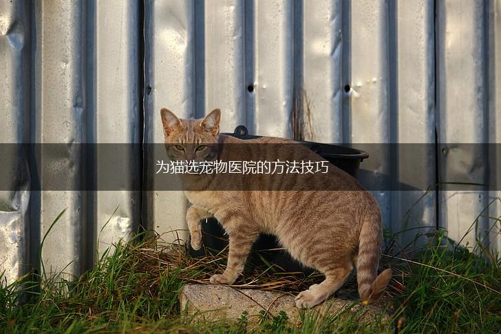 为猫选宠物医院的方法技巧,第1张