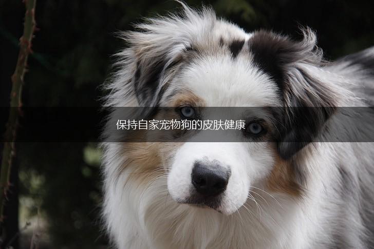保持自家宠物狗的皮肤健康,第1张