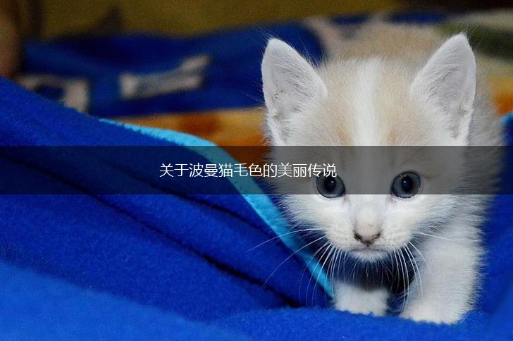 关于波曼猫毛色的美丽传说,第1张